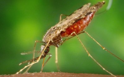 Les moustiques : une pression constante sur les pays en développement